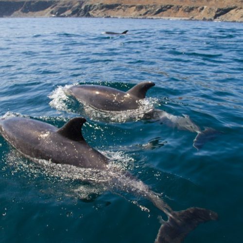 Reserva Pingüino de Humboldt - 8